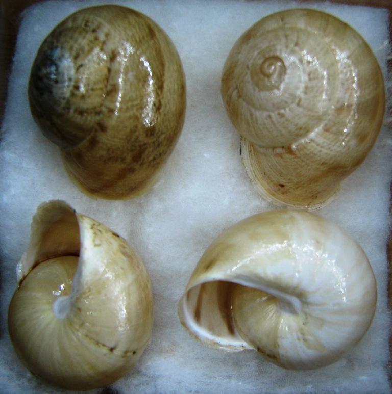 Eobania vermiculata
